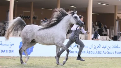 «مربط عذبة» يضع بصمته «الذهبية» على «مهرجان سلطان العالمي»