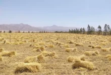 هل تُحفز تيسيرات الحكومة المصرية المزارعين على توريد القمح؟