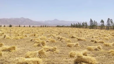 هل تُحفز تيسيرات الحكومة المصرية المزارعين على توريد القمح؟
