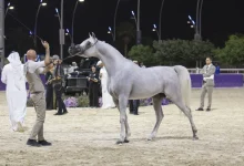 بطولة العالم لخيل الجزيرة: «الفهد» يتوشح بالذهب