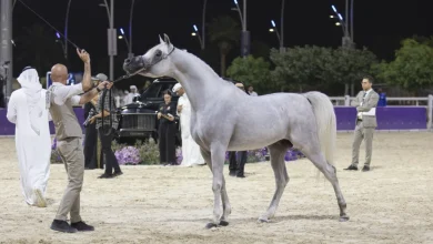 بطولة العالم لخيل الجزيرة: «الفهد» يتوشح بالذهب