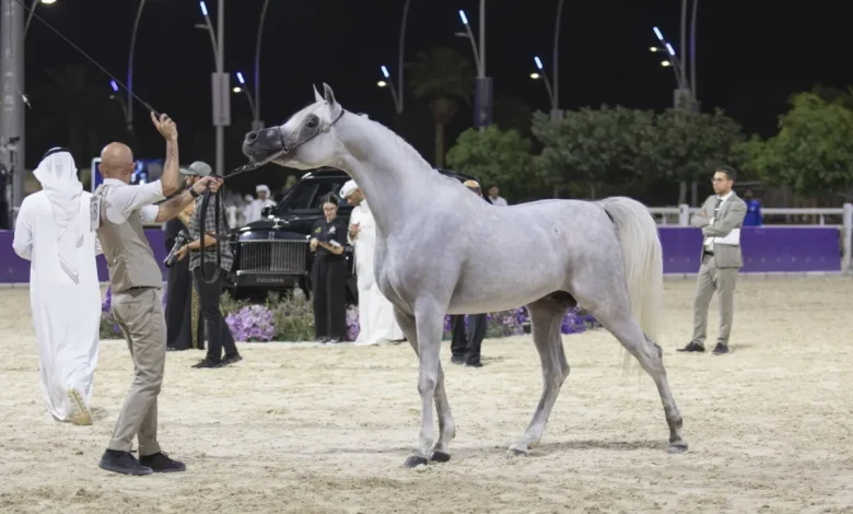 بطولة العالم لخيل الجزيرة: «الفهد» يتوشح بالذهب بطولة العالم لخيل الجزيرة: «الفهد» يتوشح بالذهب