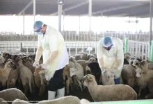 نوظّف الذكاء الاصطناعي لتحقيق الكفاءة التشغيلية