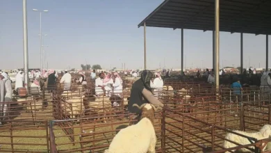 الأضحية في السعودية… من تنفيذ الوصايا إلى التوكيل